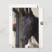 Thoroughbred Friesian Cross Briefkaart (Voorkant / Achterkant)