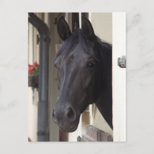 Thoroughbred Friesian Cross Briefkaart