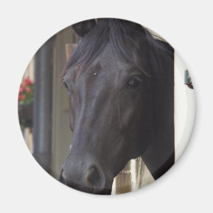 Thoroughbred Friesian Cross Magnet Magneet