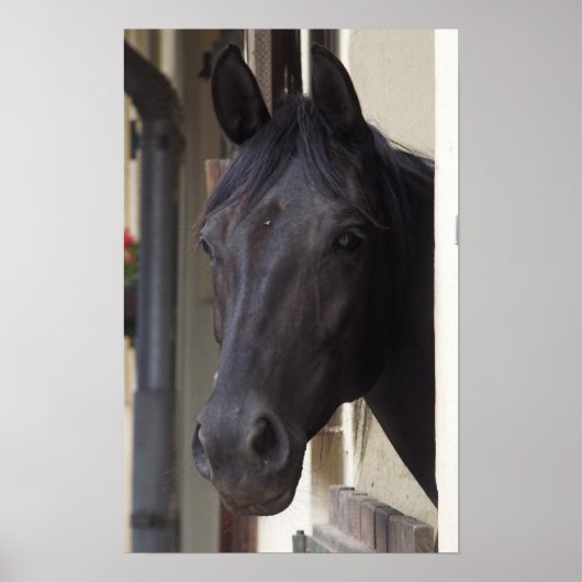 Thoroughbred Friesian Horse Poster (Voorkant)