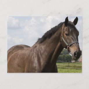 Thoroughbred Horse Briefkaart