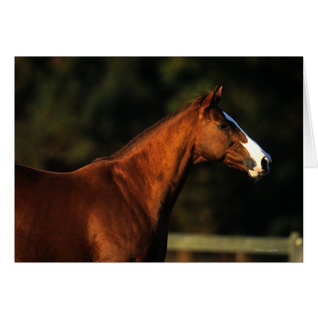 Thoroughbred Horse Headshot (Voorkant Horizontaal)