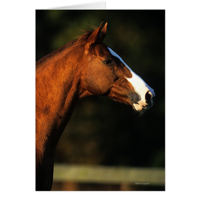 Thoroughbred Horse Headshot (Voorkant)