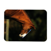 Thoroughbred Horse Headshot Magneet (Horizontaal)