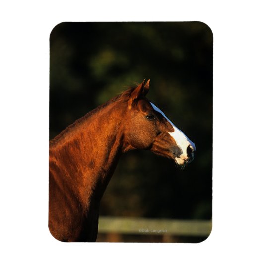 Thoroughbred Horse Headshot Magneet (Verticaal)