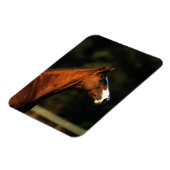 Thoroughbred Horse Headshot Magneet (Linkerzijde)