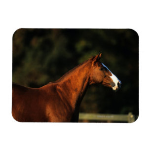 Thoroughbred Horse Headshot Magneet