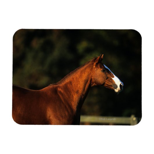 Thoroughbred Horse Headshot Magneet (Horizontaal)