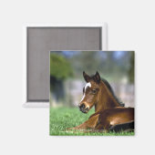 Thoroughbred Horse, Ierland Magneet (Voorkant / Achterkant)