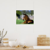 Thoroughbred Horse, Ierland Poster (Keuken)