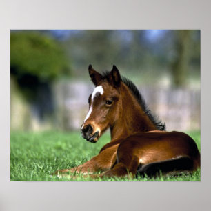 Thoroughbred Horse, Ierland Poster