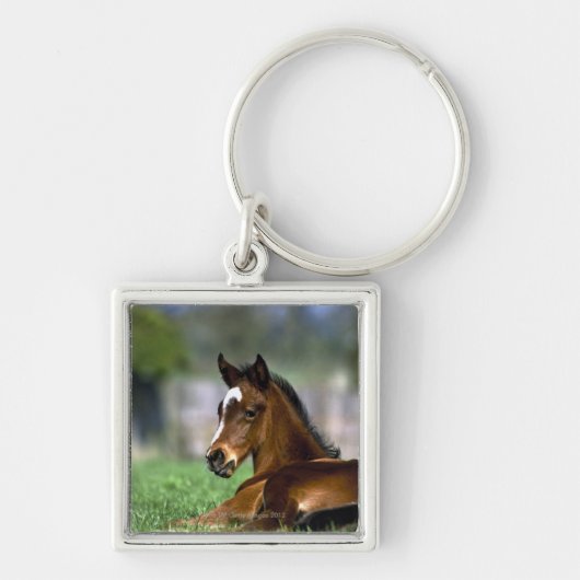 Thoroughbred Horse, Ierland Sleutelhanger (Voorkant)