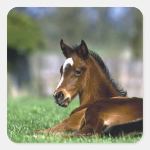 Thoroughbred Horse, Ierland Vierkante Sticker