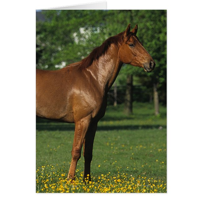 Thoroughbred Horse in Flowers (Voorkant)