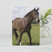 Thoroughbred Horse Invitation Kaart (Staand voorkant)