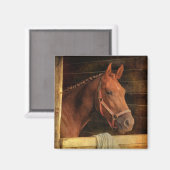 Thoroughbred Horse Magneet (Voorkant / Achterkant)