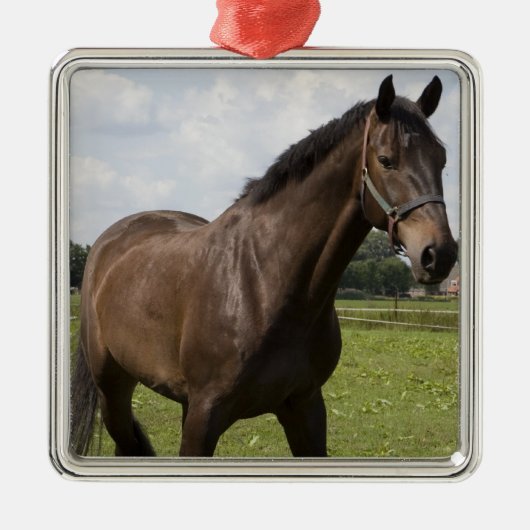 Thoroughbred Horse Ornament (Voorkant)