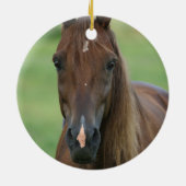 Thoroughbred Horse Photo Ornament (Achterkant)