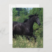 Thoroughbred Horse Runin Grass Briefkaart (Voorkant / Achterkant)