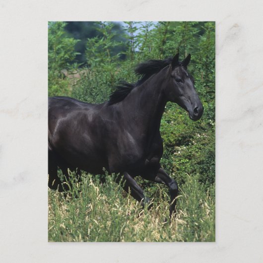 Thoroughbred Horse Runin Grass Briefkaart (Voorkant)
