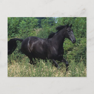 Thoroughbred Horse Runin Grass Briefkaart