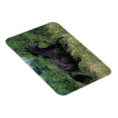 Thoroughbred Horse Runin Grass Magneet (Rechterzijde)