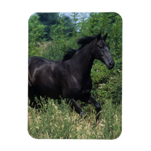 Thoroughbred Horse Runin Grass Magneet