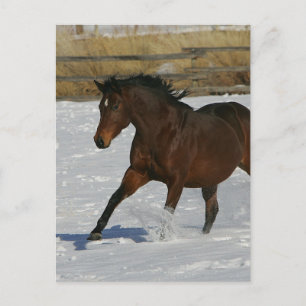Thoroughbred Horse Runin the Snow Briefkaart