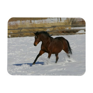 Thoroughbred Horse Runin the Snow Magneet