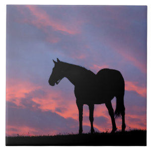 Thoroughbred Horse Silhouetted at Sunrise Tegeltje