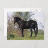 Thoroughbred Horse Standing Briefkaart (Voorkant / Achterkant)