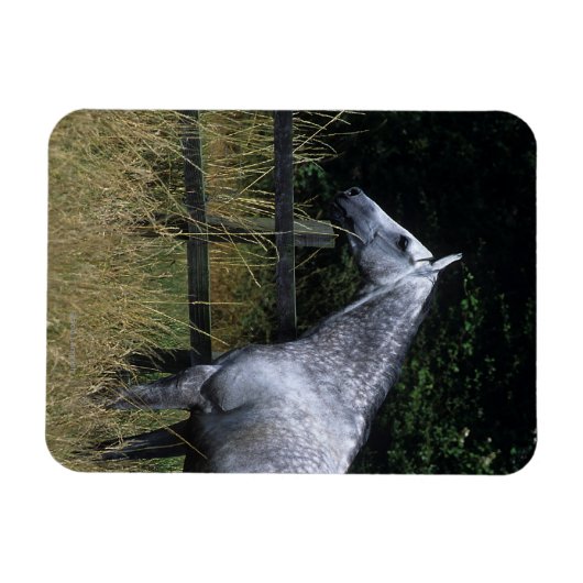 Thoroughbred Horse Standing by Fence Magneet (Horizontaal)