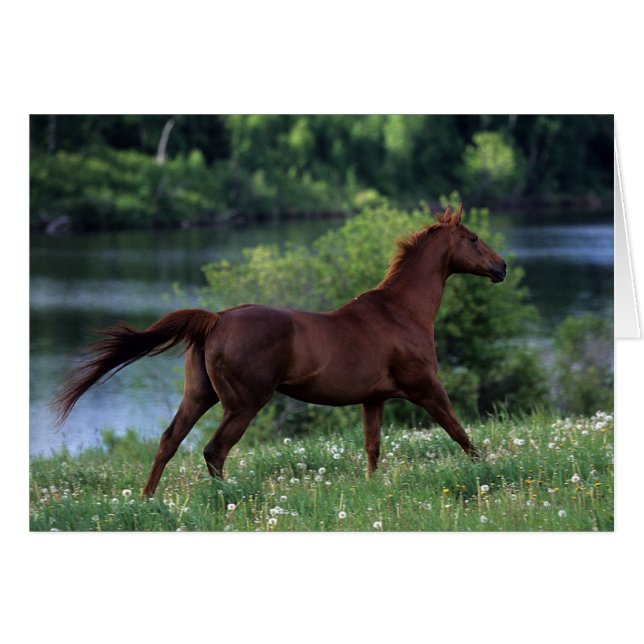Thoroughbred Horse Standing in Flowers (Voorkant Horizontaal)