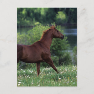 Thoroughbred Horse Standing in Flowers Briefkaart