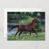 Thoroughbred Horse Standing in Flowers Briefkaart (Voorkant / Achterkant)