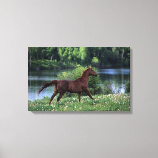 Thoroughbred Horse Standing in Flowers Canvas Afdruk (Voorkant)