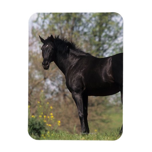 Thoroughbred Horse Standing Magneet (Verticaal)