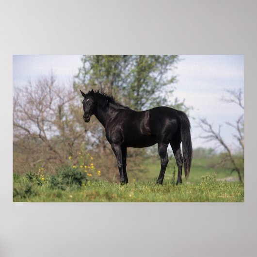 Thoroughbred Horse Standing Poster (Voorkant)