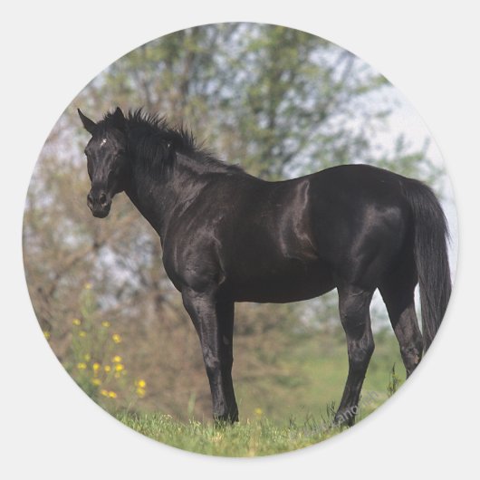 Thoroughbred Horse Standing Ronde Sticker (Voorkant)