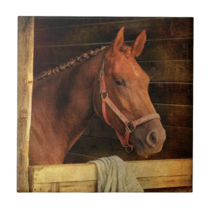Thoroughbred Horse Tegeltje