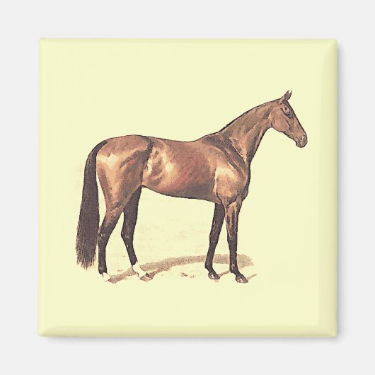 Thoroughbred Magnet Magneet (Voorkant)