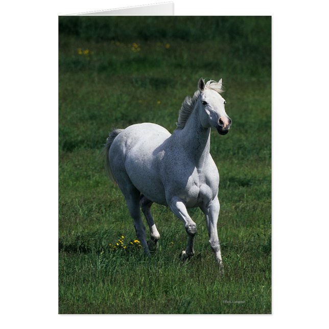 Thoroughbred Mare (Voorkant)