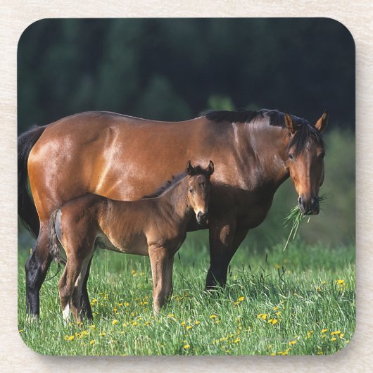 Thoroughbred Mare & Foal 1 Drankjes Onderzetter (Voorkant)