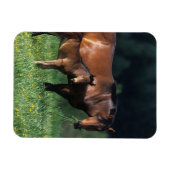 Thoroughbred Mare & Foal 1 Magneet (Horizontaal)