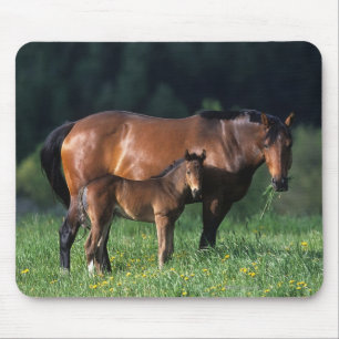 Thoroughbred Mare & Foal 1 Muismat