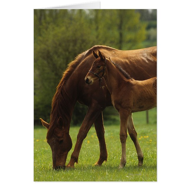 Thoroughbred Mare & Foal 2 (Voorkant)