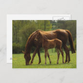 Thoroughbred Mare & Foal 2 Briefkaart (Voorkant / Achterkant)