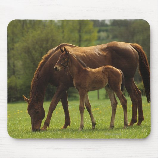 Thoroughbred Mare & Foal 2 Muismat (Voorkant)