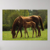 Thoroughbred Mare & Foal 2 Poster (Voorkant)