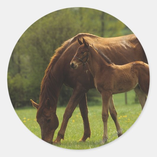 Thoroughbred Mare & Foal 2 Ronde Sticker (Voorkant)